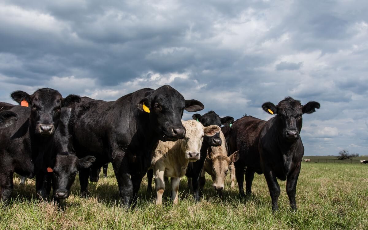 W-00498-00-bull-heifers-beef-cattle-pasture-breeding